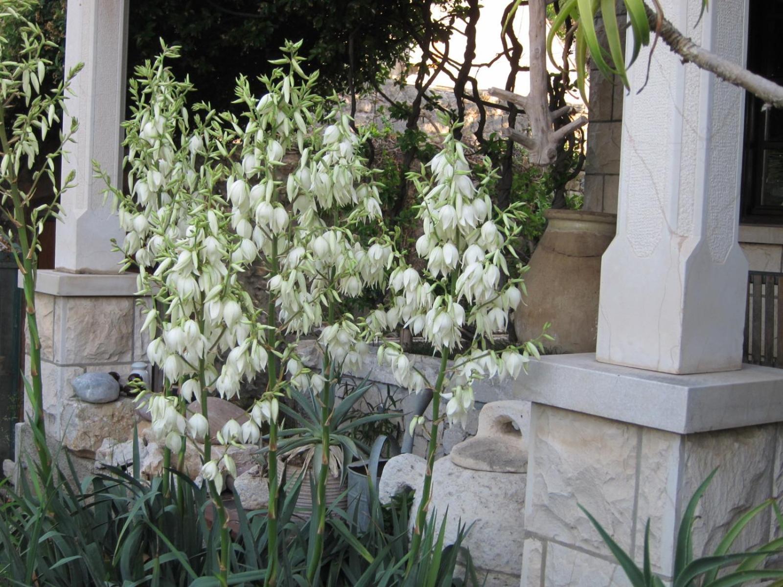 Guest House Maria Bilicic 2 Dubrovnik Exterior photo